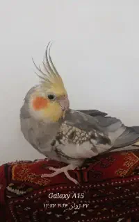 عروس هلندی سخنگو