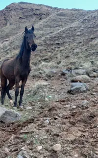 کره مادیان