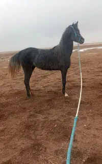 مادیان خوب و خوش اخلاق