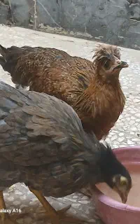 مرغ نوچه
