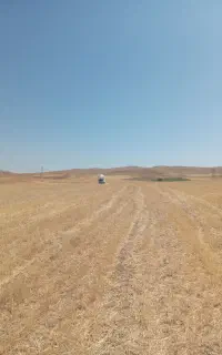 کاه گندم