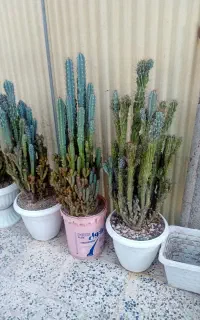 کاکتوس صخره ای آبشاری