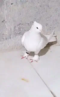 کبوتر غیب زن بازی