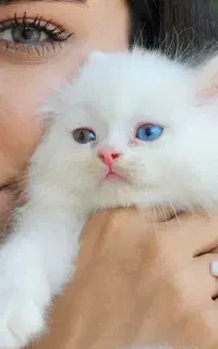 اسکاتیش کوچولو