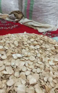 برگه موسیر کوهی