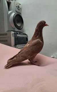 زرد.سرخ کرمونی طوقی هفت رنگ.ساده المانی