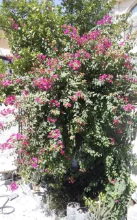 باغبانی و درخت کاری