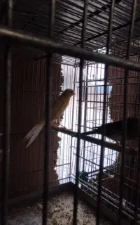 قناری رسمی بلند ماده