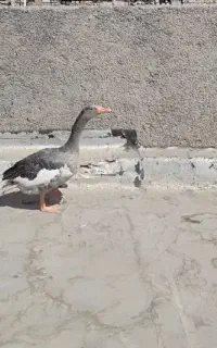 غاز ماده