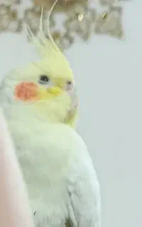 عروس هلندی گم شده