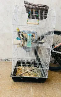چهار تا عروس هلندی
