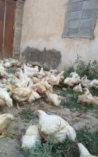 مرغ گوشتی اورگانیگ دانی 350 ارسال هم دارم