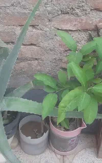 گل طبیعی