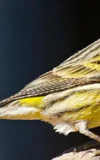 سهره یا قناری