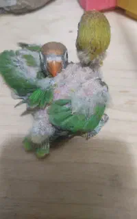 پرنده برزیلی