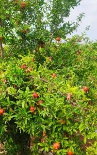 زمین باغ 150مترامتیازآب فنس کشی آماده سنددار