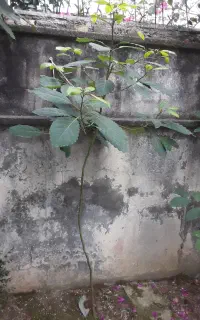 نهال اووکادو