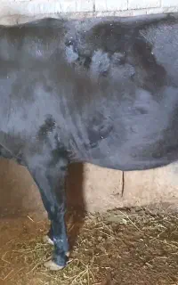 گوساله پرواری