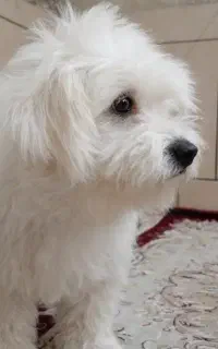 سگ ناز کوچولو