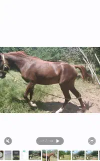 کره اسب نریان نژاد کرد اصیل خوش رخ زیبا