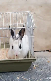 خرگوش