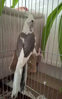 عروس هلندی