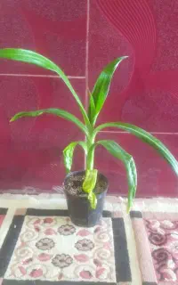 گل موزی پاجوش