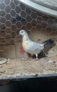 پرنده