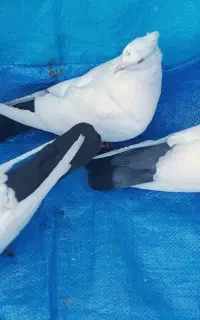 کبوتر دم سیاه سبنه ای دوکت طوقی دم سفید سرور
