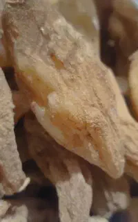 ثعلب کوهی