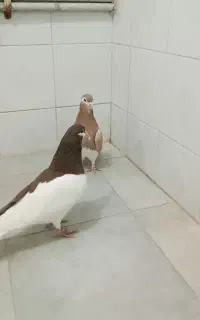 کفتر