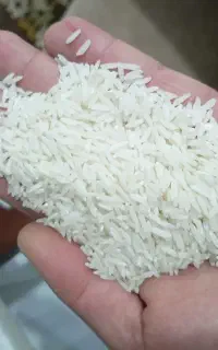 برنج هاشمی درجه یک سورتینگ شده به شرط پخت