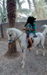اسب ی سر عرب خارجی