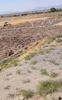 پیاز زعفران