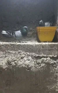 یک جفت کبوتر به شرط