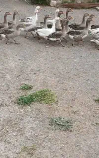 غاز محلی