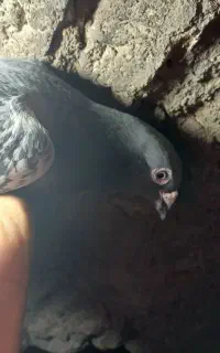 کفتر پلاکی پلاک کویت