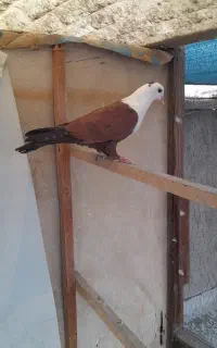 کفتر کربلایی