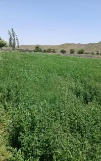 یونجه تازه