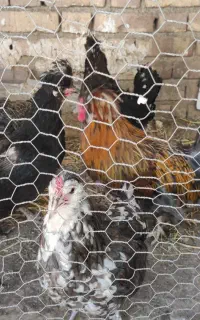 مرغ و خروس لهستانی گلین