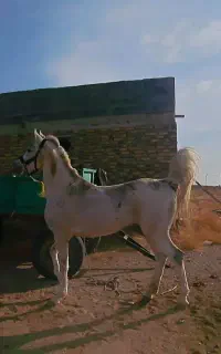اسب عرب