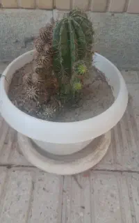 گل کاکتوس