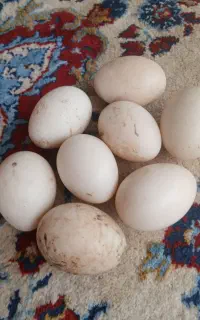 اردک اسرائیلی
