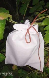 کیسه محافظ انگور (ضد زنبور و پرنده)
