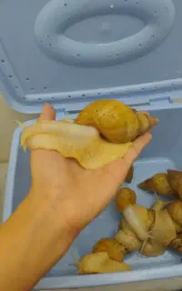 حلزون آلبیو