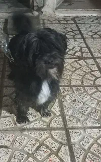 سگ پاکوتاه