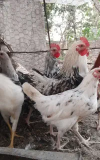 مرغ وخروس جوجه خروس گلین