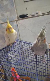 یک جفت عروس هلندی
