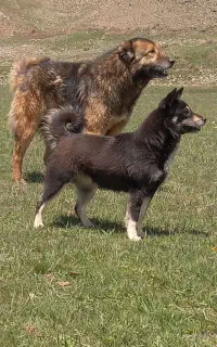 سگ گله