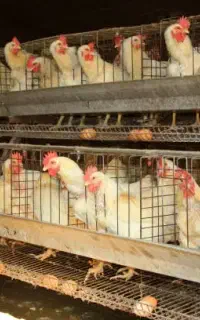 فروش مرغ تخمگذار صنعتی - آموزش و یکسال پشتیبانی